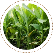 Natural Plant Nutrients